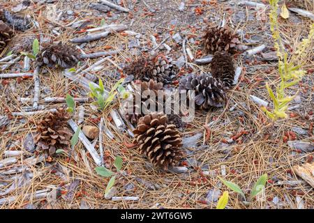 Tannenzapfensamen liegen stetig auf dem Waldboden voller umgestürzter Äste und Rinden Stockfoto