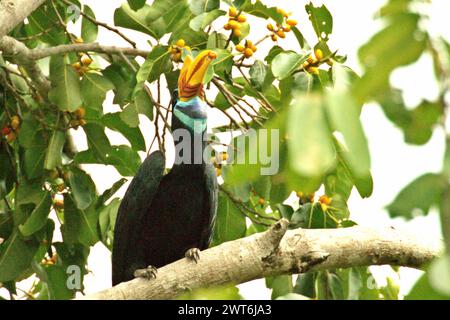 Ein weibliches Individuum des Nashornvogels, oder manchmal auch Sulawesi-Faltenhornvogel (Rhyticeros cassidix) genannt, isst eine Frucht, während sie auf einem Zweig eines Feigenbaums in einem bewachsenen Gebiet nahe dem Mount Tangkoko und dem Mount Duasudara in Bitung, Nord-Sulawesi, Indonesien, steht. Ein Bericht eines Wissenschaftlerteams unter der Leitung von Marine Joly, der auf Forschungen zwischen 2012 und 2020 basiert, hat ergeben, dass die Temperatur im Tangkoko-Wald um bis zu 0,2 Grad Celsius pro Jahr steigt und die Fruchtfülle insgesamt sinkt. „Ein Großteil der öffentlichen Wahrnehmung der Auswirkungen der Klimakrise ist... Stockfoto