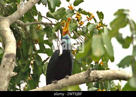 Ein weibliches Individuum des Nashornvogels, oder manchmal auch Sulawesi-Faltenhornvogel (Rhyticeros cassidix) genannt, isst eine Frucht, während sie auf einem Zweig eines Feigenbaums in einem bewachsenen Gebiet nahe dem Mount Tangkoko und dem Mount Duasudara in Bitung, Nord-Sulawesi, Indonesien, steht. Ein Bericht eines Wissenschaftlerteams unter der Leitung von Marine Joly, der auf Forschungen zwischen 2012 und 2020 basiert, hat ergeben, dass die Temperatur im Tangkoko-Wald um bis zu 0,2 Grad Celsius pro Jahr steigt und die Fruchtfülle insgesamt sinkt. „Ein Großteil der öffentlichen Wahrnehmung der Auswirkungen der Klimakrise ist... Stockfoto