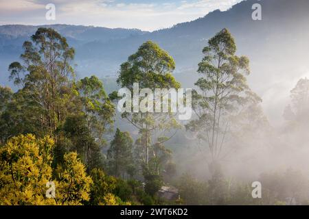 Sri Lanka, Haputale, Blick auf Nebel früh am Morgen Stockfoto