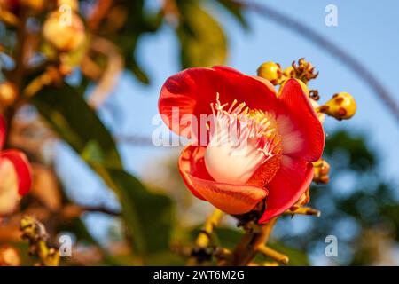 Sri Lanka, Tangalla, Cannonball-Baumblume, Couroupita guianensis Stockfoto