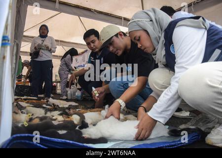 16. März 2024, Bandung, West Java, Indonesien: Ärzte und Freiwillige führen Sterilisationsoperationen an streunenden Katzen in Taman Dewi Sartika, Bandung durch. Durch die Sterilisation von Hunderten von Wildkatzen soll die übermäßige Population von Wildkatzen in Bandung überwunden werden, die sich negativ auf das Ökosystem auswirkt. Die Regierung der Stadt Bandung zielt über den Bandung City Food Security and Agriculture Service in Zusammenarbeit mit Let's Adoption Indonesia und der Brady Hunter Foundation auf rund 130 streunende Katzen ab, die bei dieser Aktivität sterilisiert werden sollen. (Foto: © Dimas Rachmatsyah/ZUMA Press Wire) EDITORIA Stockfoto