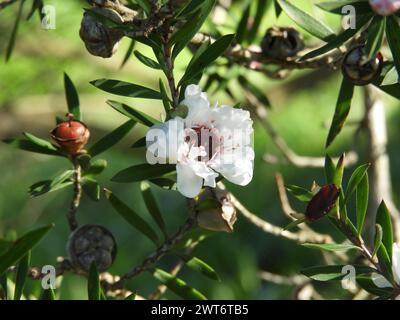 Manuka oder leptospermum Scoparium Zweig mit schönen weißen Blüten und Kapselfrüchten. Stockfoto