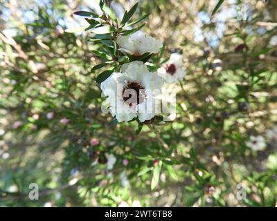 Leptospermum Scoparium oder manuka Zweig mit schönen weißen Blüten. Stockfoto
