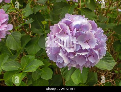 Blassrosa Hortensie Blume mit gezackten Blütenblättern in Großansicht. Hortensia blühende Pflanze. Stockfoto