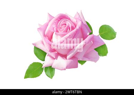 Schöne rosa Rosenblüte und Blätter isoliert auf weiß. Elegante Hybrid-Tee-Rosenblüte. Klassische, hochzentrierte Blütenform. Stockfoto