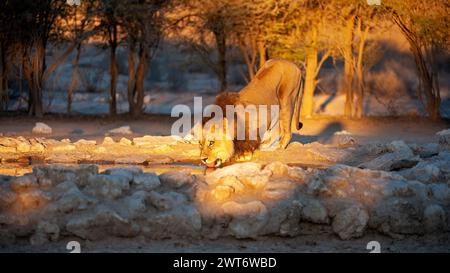 Lion (Panthera leo) Kgalagadi Transfrontier Park, Südafrika Stockfoto