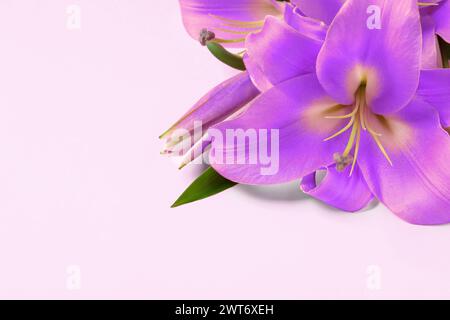 Violette Lilienblüten auf weißem Hintergrund. Beerdigungsattribute Stockfoto