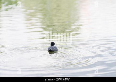 Einzelner Coot Vogel schwimmt im Teich im Park, Sommerfoto Stockfoto