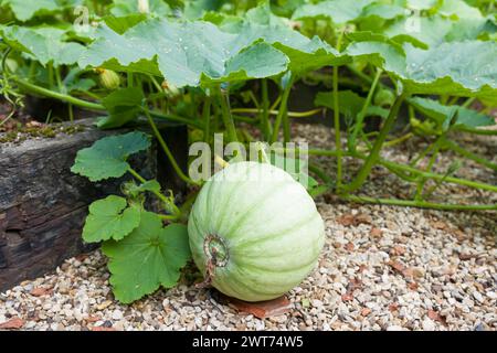 Winter Squash Crown Prince wächst im Sommer in einem Gemüsegarten, Großbritannien Stockfoto