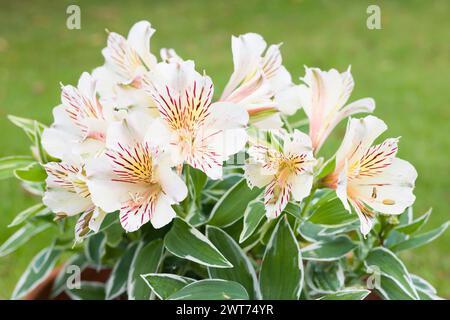 Alstroemeria Prinzessin Fabiana (peruanische Lilie) blüht, Pflanze wächst in einem Topf in einem britischen Garten Stockfoto