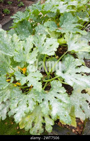 Pulverförmiger Schimmel auf den Blättern von Zucchini-Pflanzen in einem Gemüsegarten, Großbritannien Stockfoto