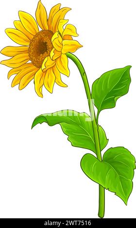 Sonnenblumenpflanze Farbige Detaillierte Illustration Stock Vektor