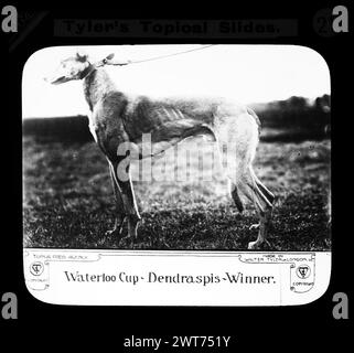 Waterloo Cup - Dendraspis - Gewinner. Walter Tyler Ltd. Magische Laterne Rutsche 1909 Hase Coursing Stockfoto