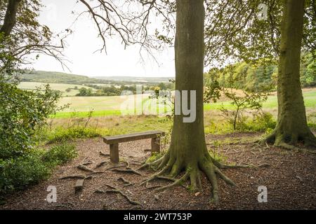 Bank am Rande des Waldes mit Blick auf sanfte Hügel und Landschaft in Aylesbury Vale. Wendover, Buckinghamshire, Großbritannien Stockfoto