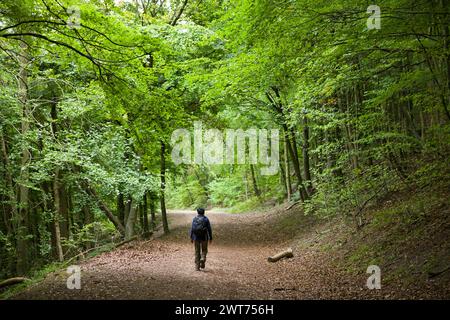 Asiatische Indianerin wandert allein auf einem Waldweg durch den Wald in Chiltern Hills. Wendover, Buckinghamshire, Großbritannien Stockfoto