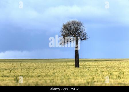 Lone Queensland Bottle Tree in einem Weizenfeld in der Nähe von Wallumbilla Queensland Australia Stockfoto