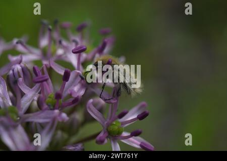 Die purpurne Blume von Allium ampeloprasum Stockfoto