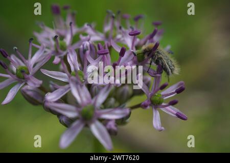 Die purpurne Blume von Allium ampeloprasum Stockfoto