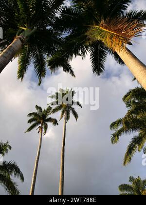 Riesige Königspalmen aus dem niedrigen Engelsfoto, tropisches Hintergrundfoto Stockfoto