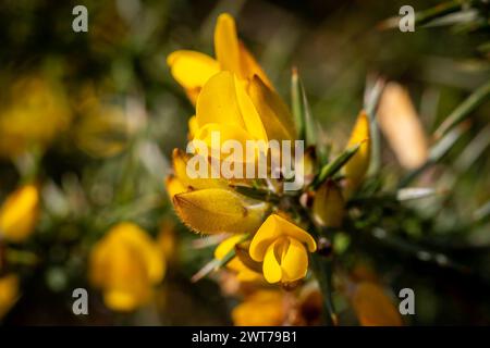 Eine Nahaufnahme der gelben Ginsterblüten an einem sonnigen Frühjahrstag Stockfoto