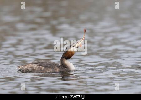 Großkrebenvögel (Podiceps cristatus) schlucken einen kürzlich gefangenen Fisch auf dem Somerset-Niveau in Somerset, Großbritannien. Stockfoto