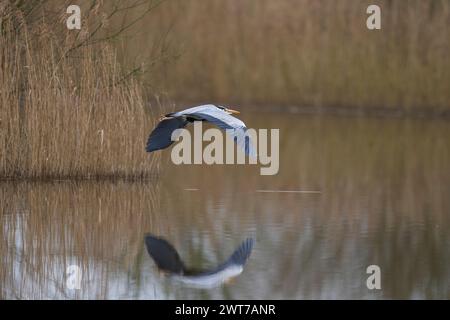 Der Graureiher (Ardea cinerea) fliegt über ein Schilfbett zurück zu seinem Nistplatz in den Somerset Levels, Somerset, Vereinigtes Königreich. Stockfoto