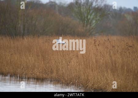 Der Graureiher (Ardea cinerea) fliegt über ein Schilfbett zurück zu seinem Nistplatz in den Somerset Levels, Somerset, Vereinigtes Königreich. Stockfoto