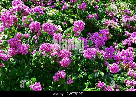 Blühende Bougainvillea (Bougainvillea glabra) in Ribeirao Preto, Sao Paulo, Brasilien Stockfoto