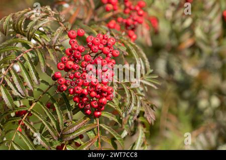 Beeren von Sorbus „Chinesische Spitze“. Gartenvariante von Rowan oder Mountain Ash.. Im Garten wachsen. Powys, Wales. September. Stockfoto