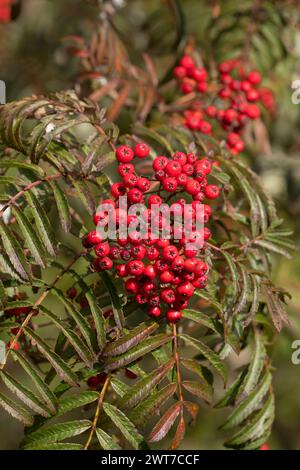 Beeren von Sorbus „Chinesische Spitze“. Gartenvariante von Rowan oder Mountain Ash.. Im Garten wachsen. Powys, Wales. September. Stockfoto