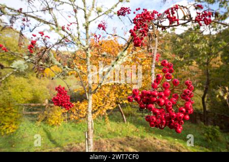 Beeren von Sorbus „Chinesische Spitze“. Gartenvariante von Rowan oder Mountain Ash.. Im Garten wachsen. Powys, Wales. September. Stockfoto