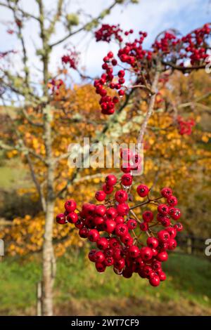 Beeren von Sorbus „Chinesische Spitze“. Gartenvariante von Rowan oder Mountain Ash.. Im Garten wachsen. Powys, Wales. September. Stockfoto