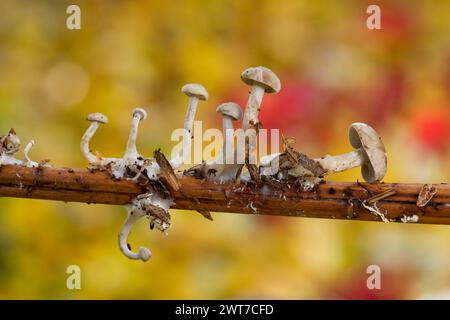 Kleine Kappenpilze, die im Herbst auf einem Brackenstiel fruchten. Powys, Wales. November. Stockfoto