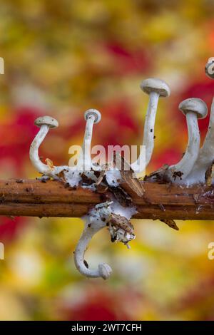 Kleine Kappenpilze, die im Herbst auf einem Brackenstiel fruchten. Powys, Wales. November. Stockfoto