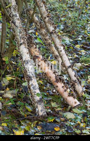 Truthahnschwanzpilze (Trametes versicolor), die aus geimpften Birkenstämmen wachsen, die als kommerzielle Kulturpflanze angebaut werden. Powys, Wales. November... Stockfoto