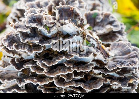 Truthahnschwanzpilze (Trametes versicolor), die aus geimpften Birkenstämmen wachsen, die als kommerzielle Kulturpflanze angebaut werden. Powys, Wales. November... Stockfoto