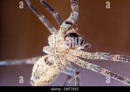 Nosferatu-Spinne, eingeklemmt unter Glas, Porträt, Makro, Unterseite Stockfoto