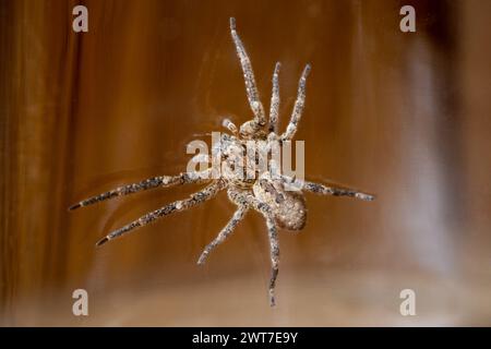 Nosferatu-Spinne mit Schädelzeichnung auf der Rückseite, eingeklemmt unter Glasfaden Stockfoto