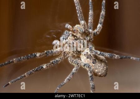 Nosferatu-Spinne mit Schädelzeichnung auf dem Rücken, Makro Stockfoto