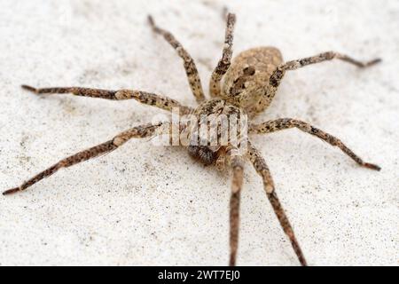 Nosferatu-Spinne draußen auf Steinboden, Makro Stockfoto