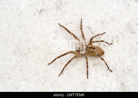 Nosferatu-Spinne auf Steinboden draußen Stockfoto