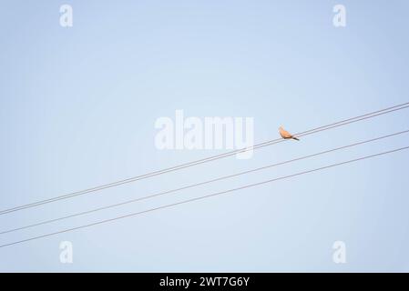 Eine Taube sitzt auf einem Draht eines Hochspannungskabels vor blauem Himmel. Stockfoto