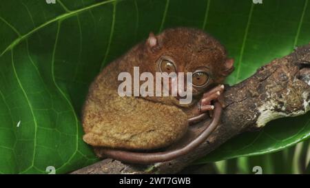 Tarsier Affe auf Baum auf den Philippinen Stockfoto