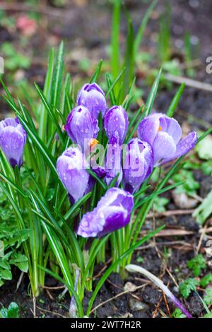 Krokusblumen im Garten hinten Stockfoto