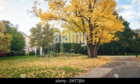 Statue von Kaiser Franz Joseph im Burggarten. Gelbblättriger Baum am oktobermorgen im Park. Der Boden ist mit heruntergefallenen Blättern bedeckt. Stockfoto