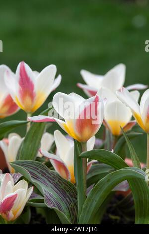 Tulipa. Tulpe Wasserlilie blüht im märz in einem Pflanztopf. UK Stockfoto