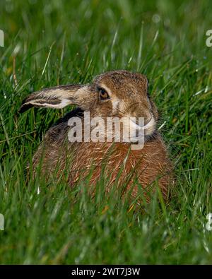 Hase in einem Oxfordshire-Feld. Stockfoto