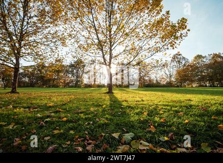 Untergehende Sonne im Herbstpark. Bäume werfen lange Schatten auf das Gras. Die Sonne scheint durch die Äste von Laubbäumen in hügeliger Landschaft. Stockfoto