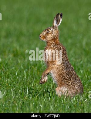 Hase in einem Oxfordshire-Feld. Stockfoto